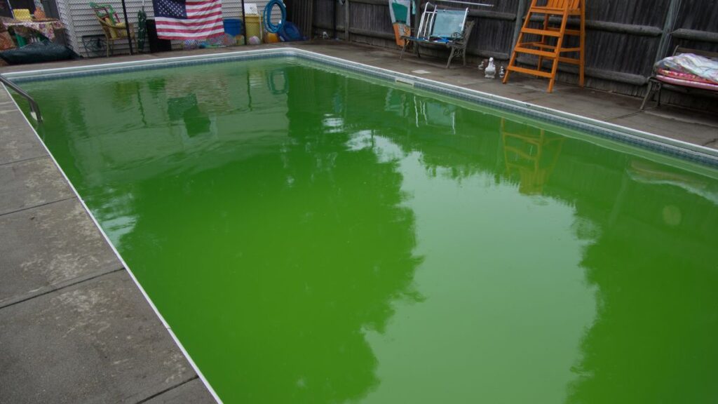 Algae In Swimming Pool