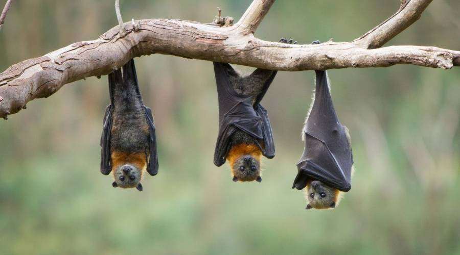 Bats