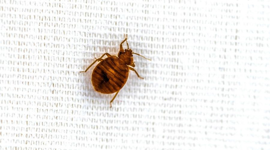 Bed Bug Lg 1