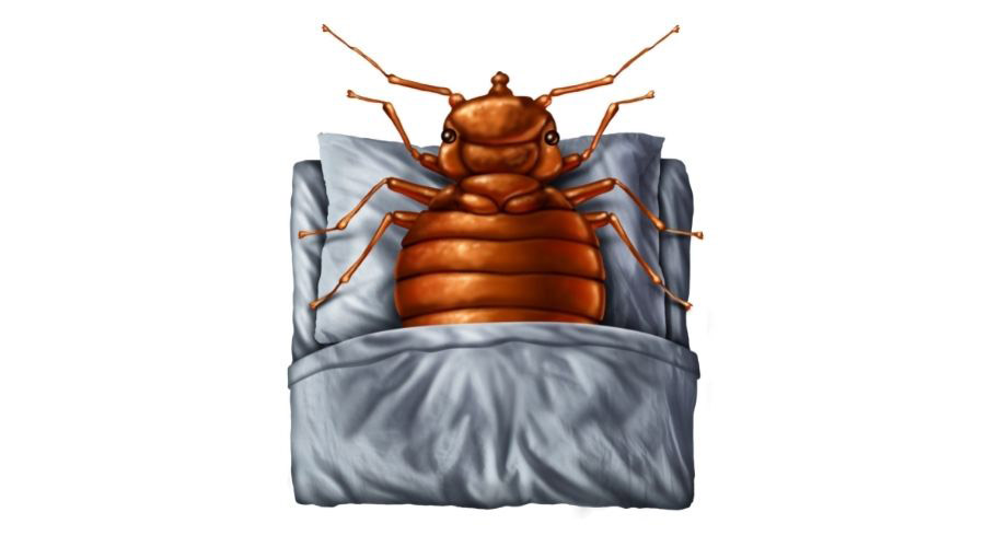 Bed Bug Lg 2