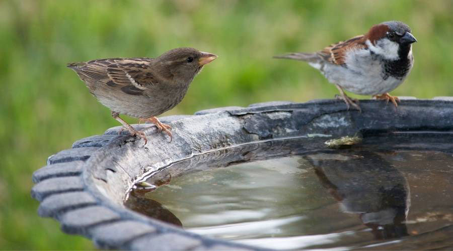 Bird Bath