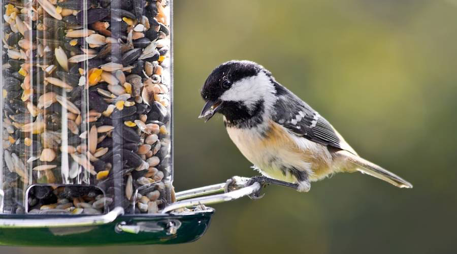 Bird Feeder