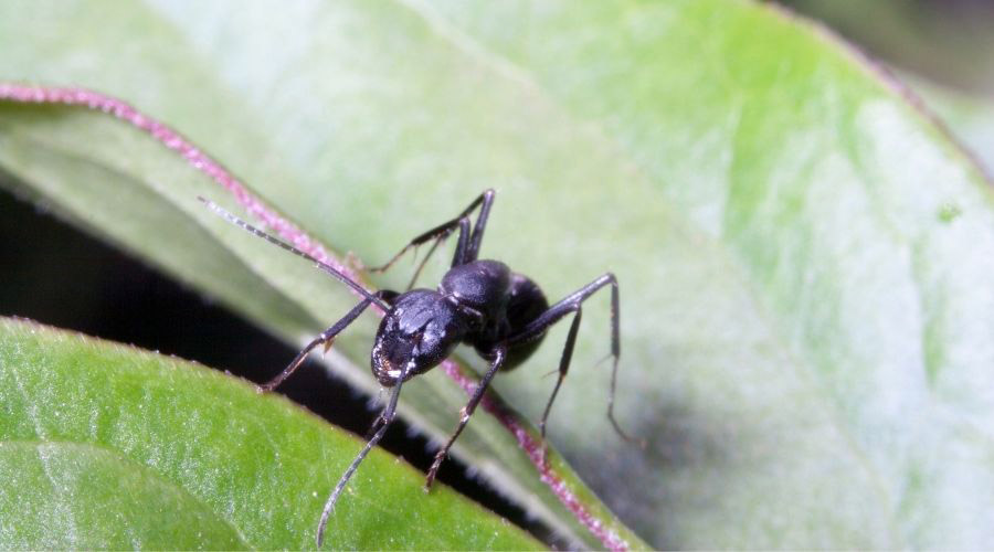 Carpenter Ants