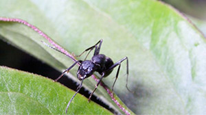 Carpenter Ants