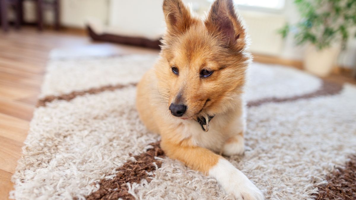 Young Shetland Sheepdog On A Rug