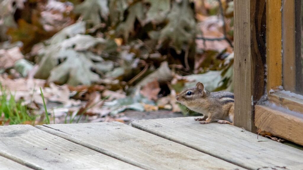 Chipmunk Foundation Damage