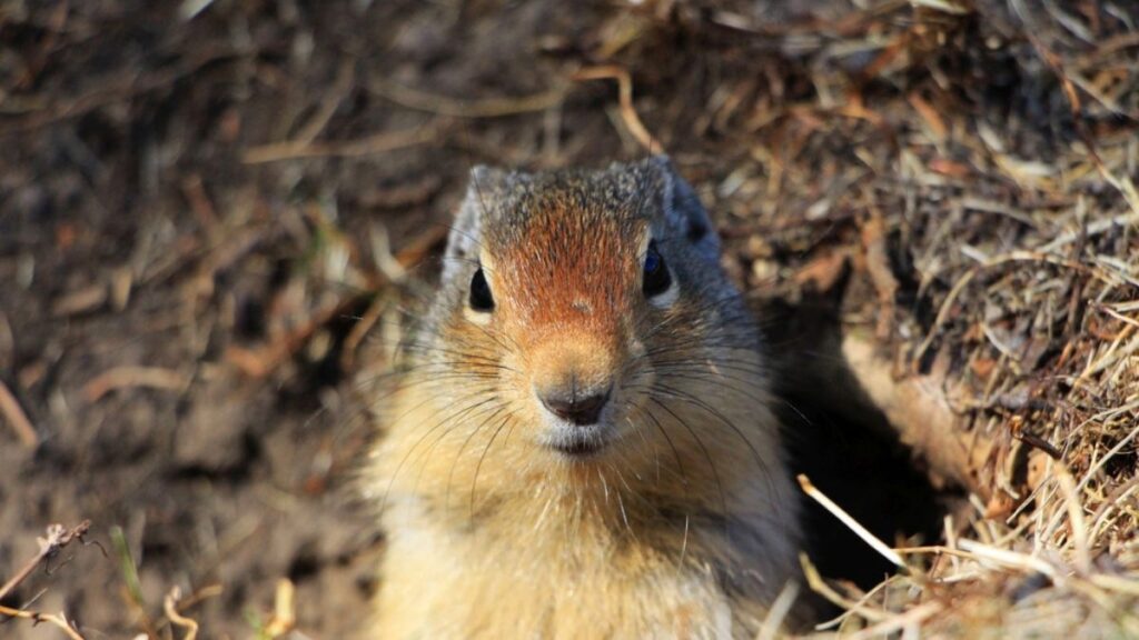 Chipmunk In Hole