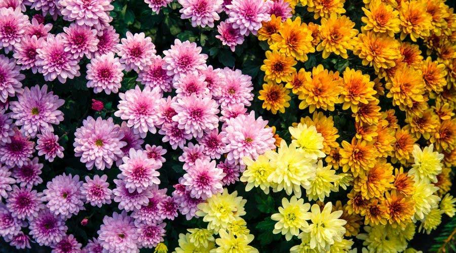 Chrysanthemum Flower Lg 1