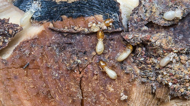 Damp Wood Termites