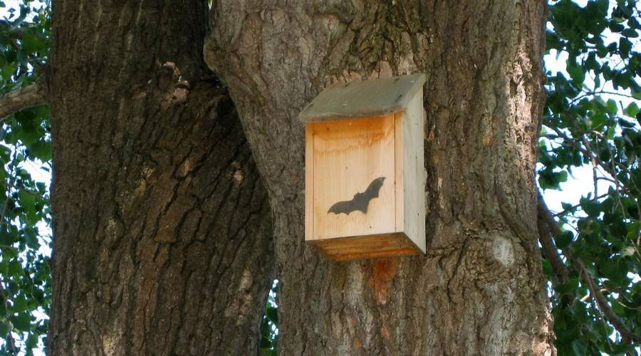 Decoy Bat House Lg 1