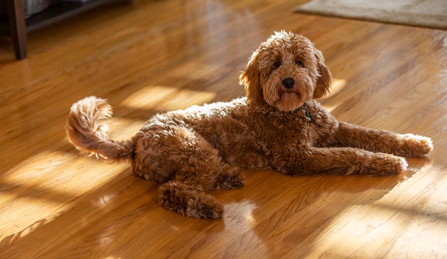 Dog On Hardwood Floor Lg