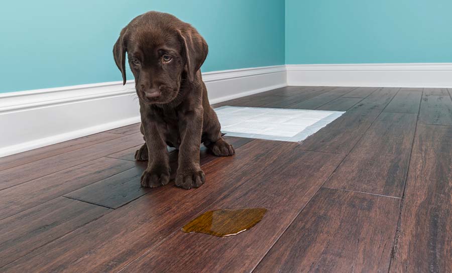 Dog Urine On Hardwood Lg