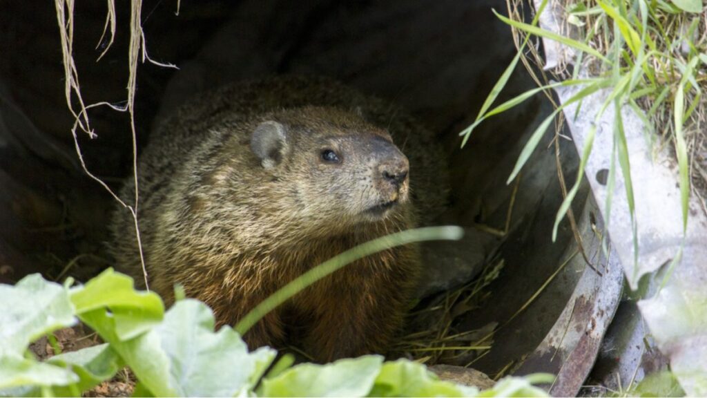 Groundhog Under House