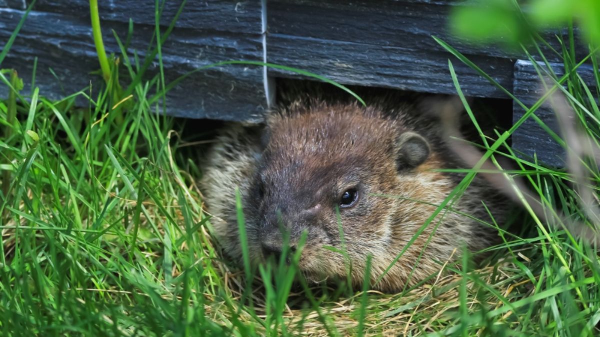 groundhog foundation damage