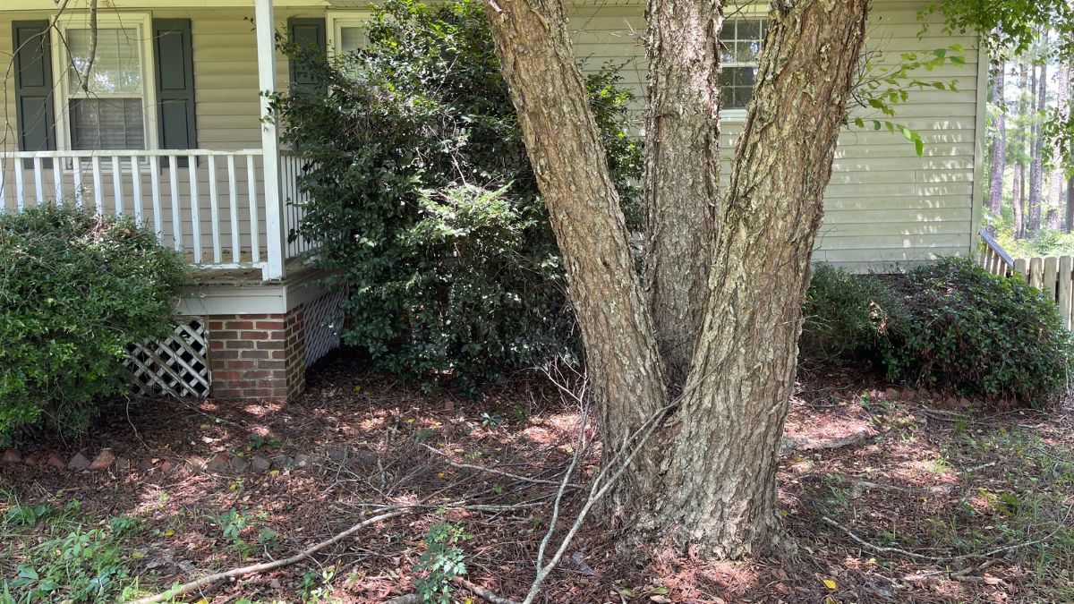 Tree Root Foundation Damage