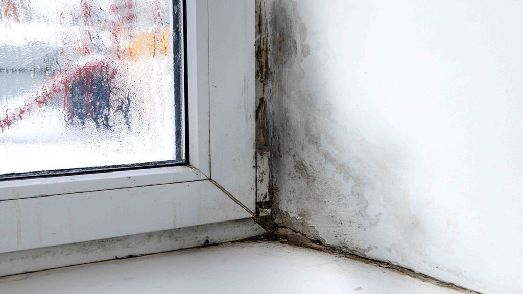 Mold Around Window