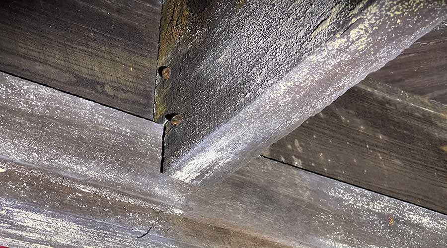 Mold Floor Joist Lg