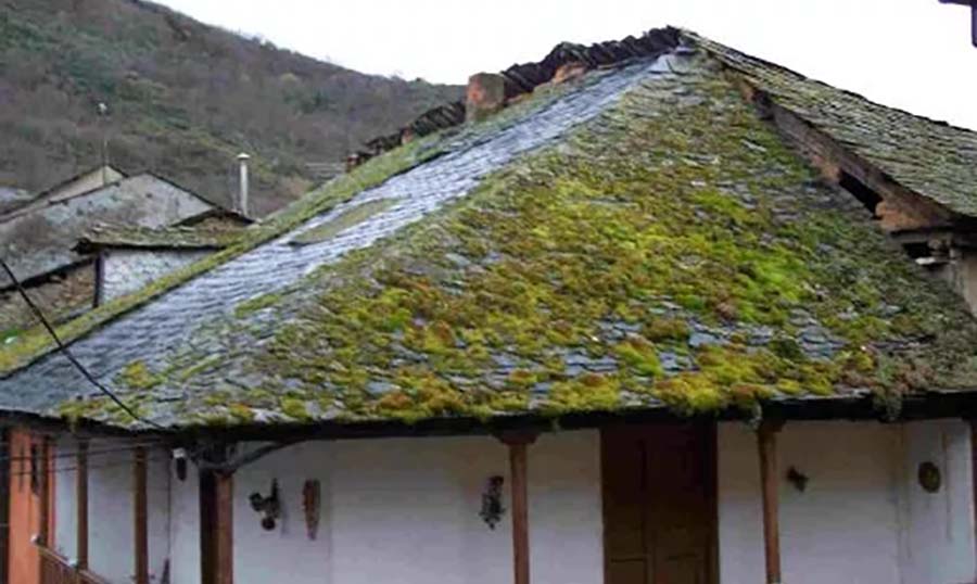 Mossy Roof Lg