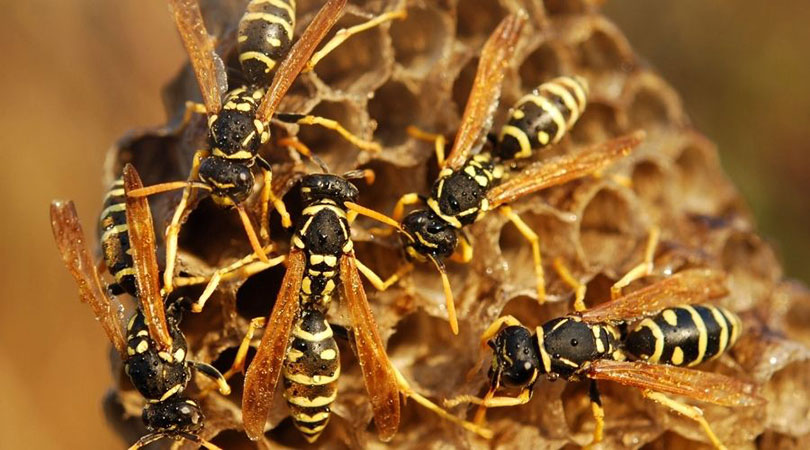 Wasps