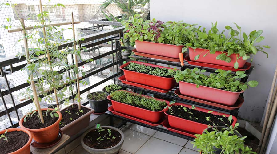 Patio Herb Garden