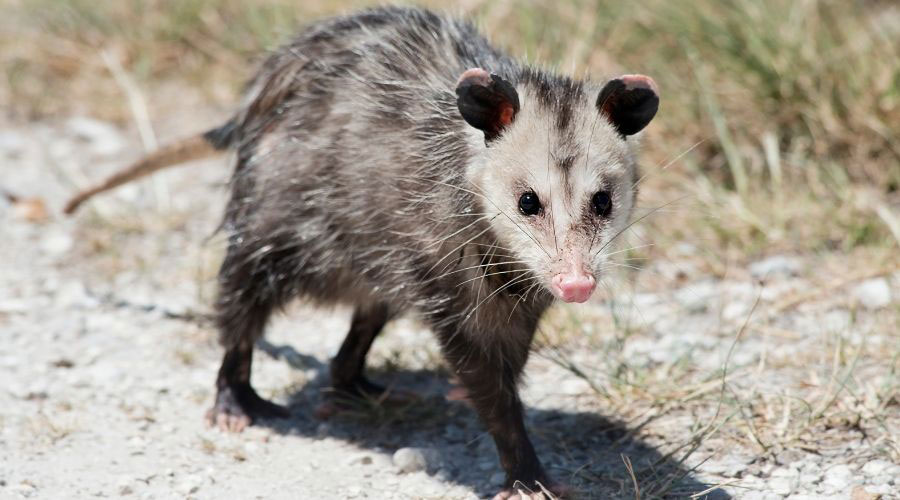 Possum