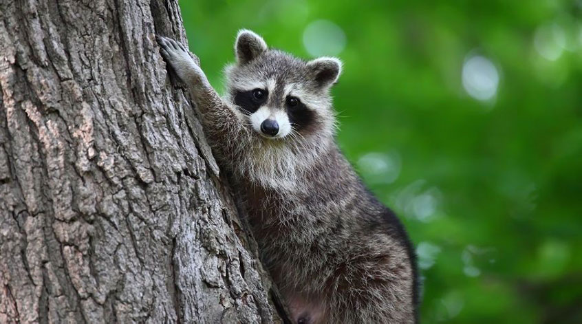 Raccoon