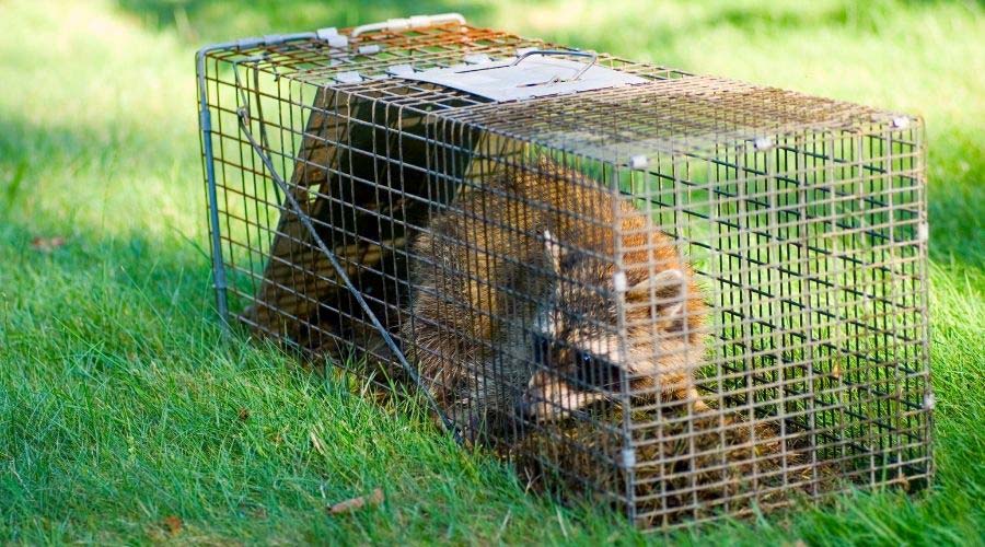 Raccoon Trap Lg 1