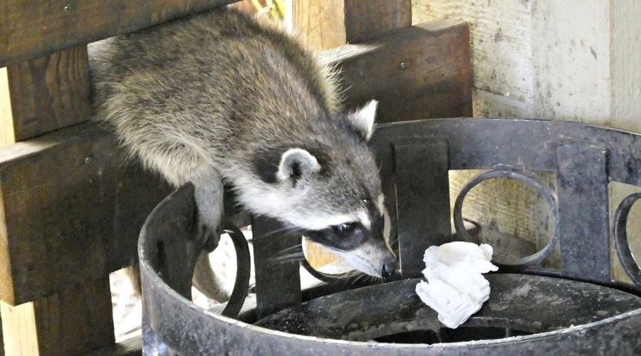 Raccoon In Trash