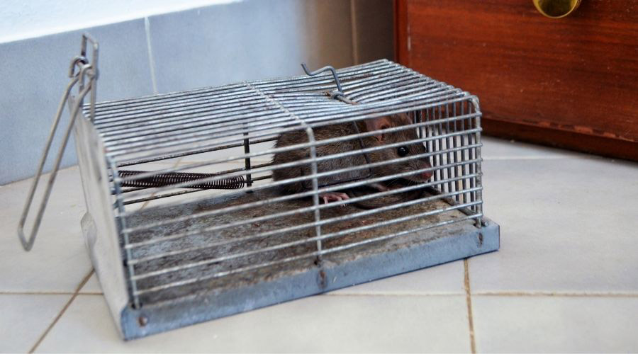 Rat Trap