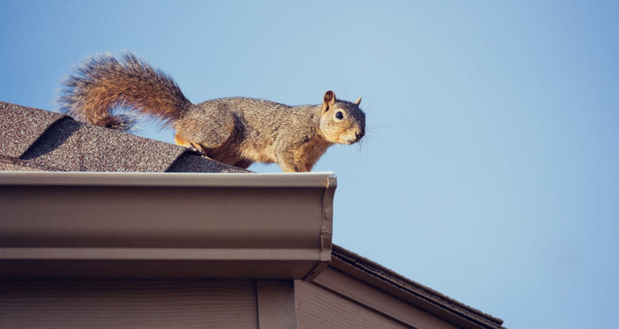 Squirrel Roof Lg