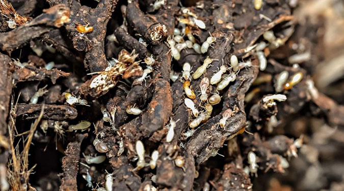 Subterranean Termites