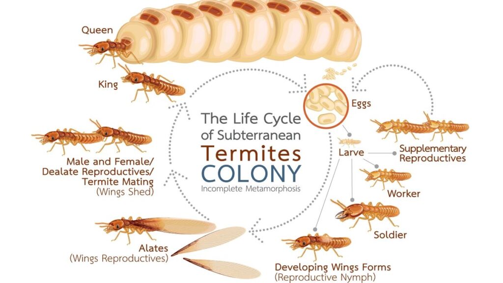 Detailed Infographic Of The Life Cycle Of Subterranean Termites