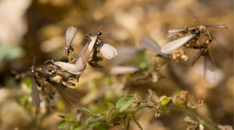 Swarming Termites