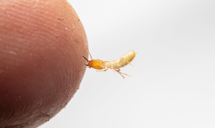 Termite Bite