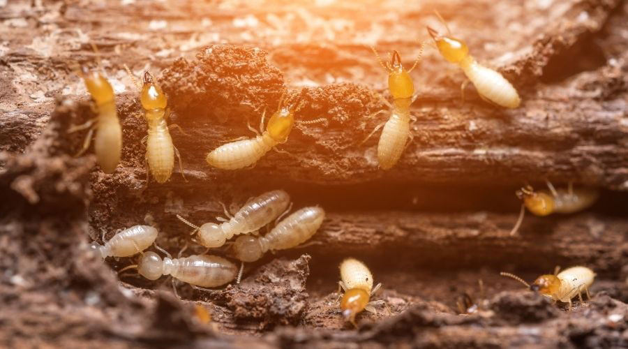 Termites