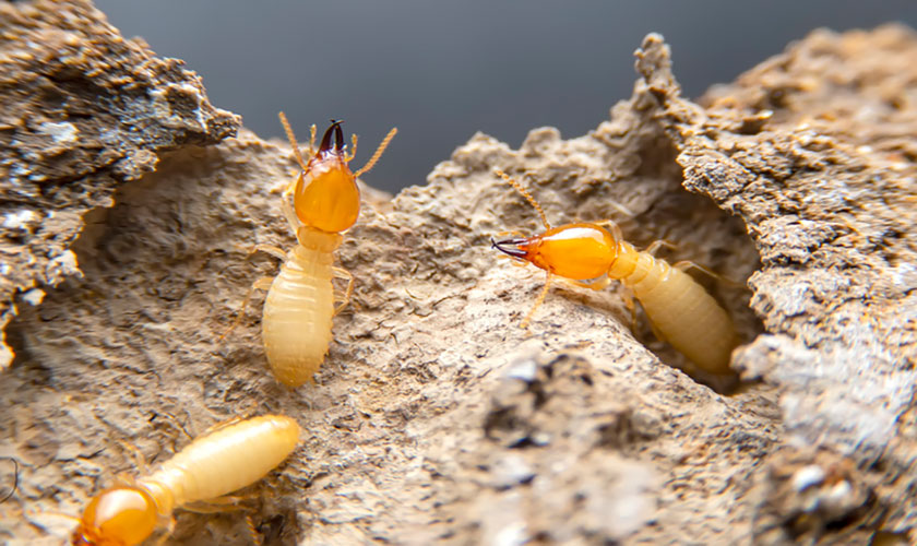 Termites2