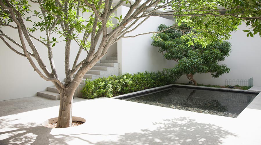 Concrete Patio Over Tree Roots