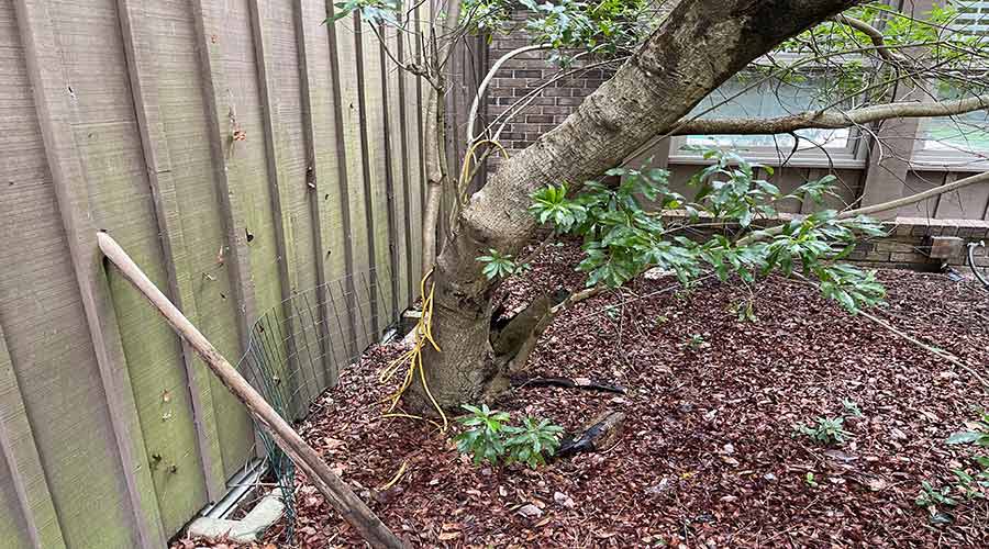 Tree Near House Lg