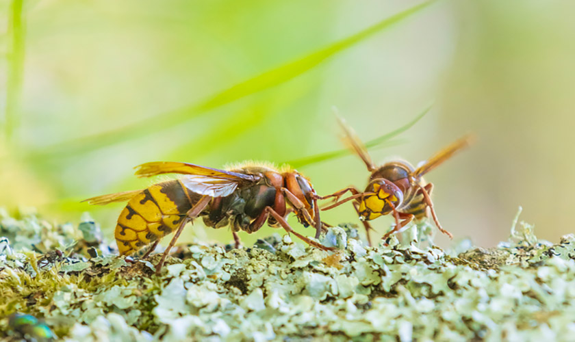 Wasps