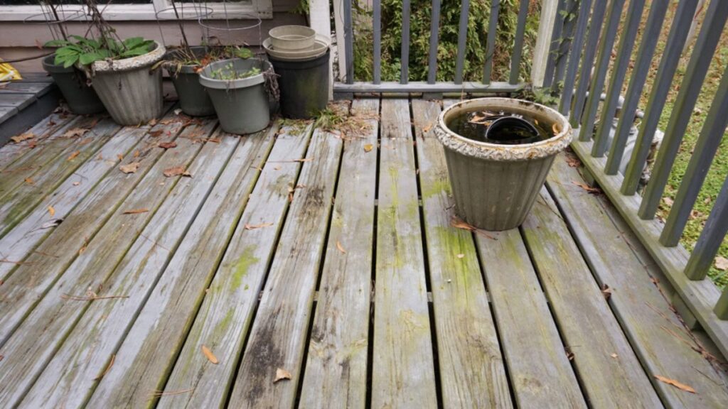 How To Stop Wood Rot On Deck. Green Algae On Deck.